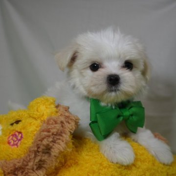 マルチーズ【静岡県・男の子・2024年1月17日・ホワイト】の写真「特別価格^_^1」