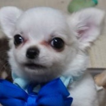 チワワ(ロング)【静岡県・女の子・2022年12月10日・クリーム&ホワイト】の写真「あけましておめでとうございます💙」