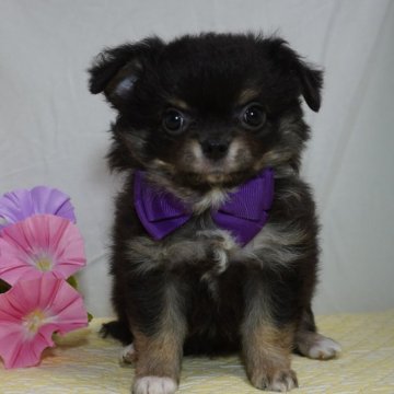 チワワ(ロング)【静岡県・男の子・2024年6月19日・ブラックタン&クリーム(足先にホワイト有り)】の写真「お鼻ぺっちゃのイケメン君予想の男の子」