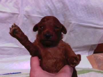 トイプードル(トイ)【静岡県・男の子・2016年7月1日・レッド】の写真「綺麗なレッド」