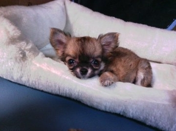 チワワ(ロング)【静岡県・女の子・2016年3月23日・フォーン、成犬時赤身がかったレッド、極小です】の写真「極小で人懐こくｶﾜ(・∀・)ｲｲ!!く成長中❣」