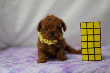 トイプードル(タイニー)【静岡県・女の子・2020年6月6日・レッド】の写真「とっても小さな一人っ子」