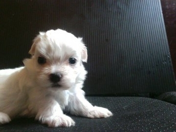 マルチーズ【静岡県・男の子・2016年6月15日・ホワイト】の写真「ノンビリ、コロコロの3男君」