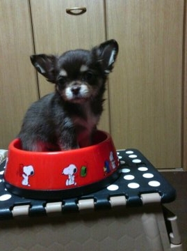 チワワ(ロング)【静岡県・男の子・2016年9月20日・チョコタン&クリーム】の写真「4兄妹の中で一番小さな男の子」