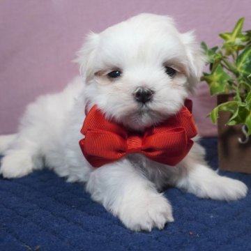 マルチーズ【静岡県・女の子・2023年4月1日・ホワイト】の写真「kawaii女の子❤」