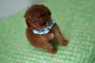 トイプードル(タイニー)【静岡県・男の子・2019年12月26日・レッド】の写真「コロコロのブルー君訳有特価‼」