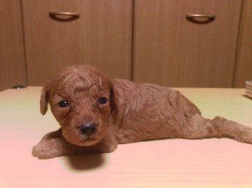 トイプードル(トイ)【静岡県・男の子・2016年7月16日・アプリコット】の写真「コロコロの男の子❣」