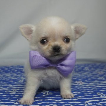 チワワ(ロング)【静岡県・女の子・2024年3月1日・クリーム,ホワイト】の写真「小ぶり予想の可愛い姫ちゃん💜」