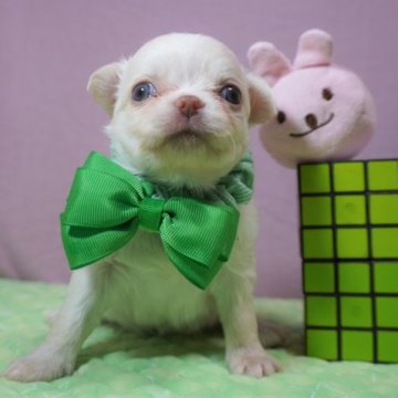 チワワ(ロング)【静岡県・女の子・2022年12月14日・ホワイト&チョコフォーン⇒ホワイト&クリーム】の写真「kawaii女の子💚」