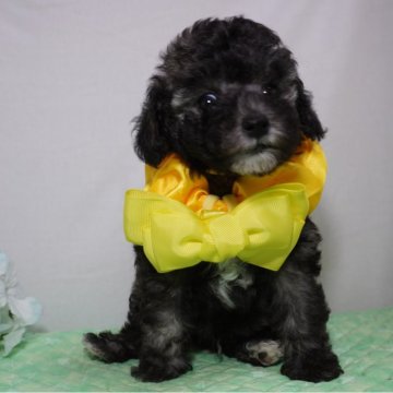 トイプードル(タイニー)【静岡県・男の子・2024年4月24日・ブラック➡︎ブリンドル】の写真「不思議カラーの黄色君💛」