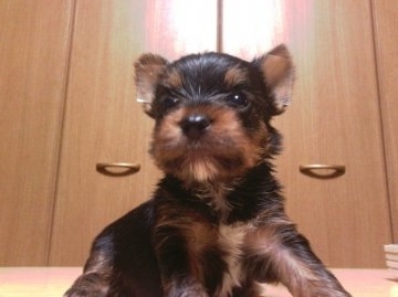 ヨークシャーテリア【静岡県・男の子・2016年7月7日・スチールブルー&タン】の写真「ムチムチの彦星君!イケメンに成長中」