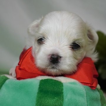 マルチーズ【静岡県・女の子・2023年6月14日・ホワイト】の写真「kawaii女の子❤」