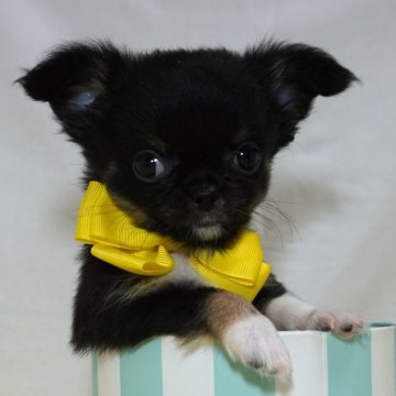 チワワ(ロング)【静岡県・女の子・2024年5月18日・ブラックタン&ホワイト】の写真「可愛い女の子イエロー姫💛」