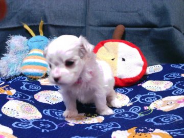 マルチーズ【静岡県・女の子・2016年10月19日・ホワイト】の写真「ムチムチコロコロ紅姫ちゃん」