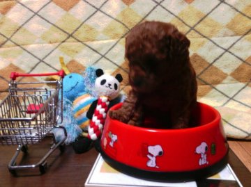 トイプードル(タイニー)【静岡県・女の子・2016年9月9日・レッド】の写真「兄妹の中で一番愛想の良い娘」