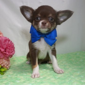 チワワ(ロング)【静岡県・男の子・2024年2月22日・チョコタン&ホワイト】の写真「チョコの唯一男の子🟦」