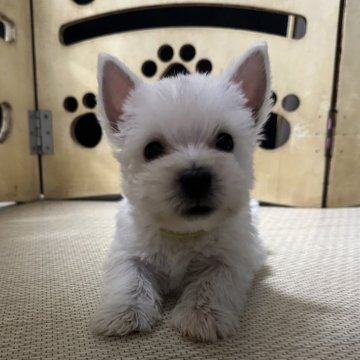 ウエストハイランドホワイトテリア【静岡県・男の子・2024年5月29日・ホワイト】の写真「久しぶりのシロクマベビー🤭ｳｴｽﾃｨの黄色君💛」