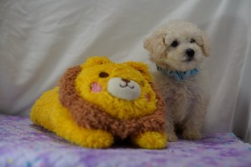 トイプードル(タイニー)【静岡県・男の子・2020年5月24日・ホワイト】の写真「始めまして!ホワイトボーイです」