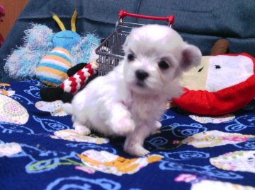 マルチーズ【静岡県・女の子・2016年10月26日・ホワイト】の写真「小振りなみかん姫チャンヨチヨチ歩き始めました」