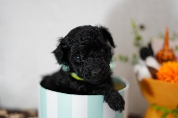 トイプードル(タイニー)【静岡県・男の子・2019年9月22日・ブラック⇒シルバー?】の写真「コロコロのお顔の詰まった男の子みどり君」