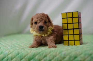トイプードル(タイニー)【静岡県・男の子・2020年7月27日・アプリコット→クリーム】の写真「ムチコロの男の子黄色君💛」