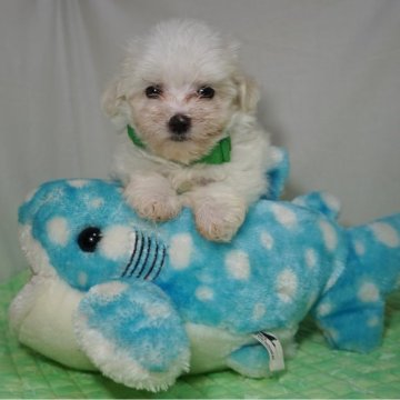 マルチーズ【静岡県・男の子・2024年4月21日・ホワイト】の写真「イケメン予想の訳あり特価💚」