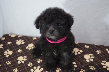 トイプードル(タイニー)【静岡県・女の子・2019年7月22日・ブラック⇒シルバー】の写真「チビチビ予想の訳ありベビー特売❤」