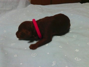 トイプードル(タイニー)【静岡県・女の子・2017年1月7日・レッド】の写真「濃いレッドの紅姫チャン」