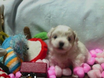 マルチーズ【静岡県・女の子・2017年1月20日・ホワイト】の写真「コロコロのお嬢さん」