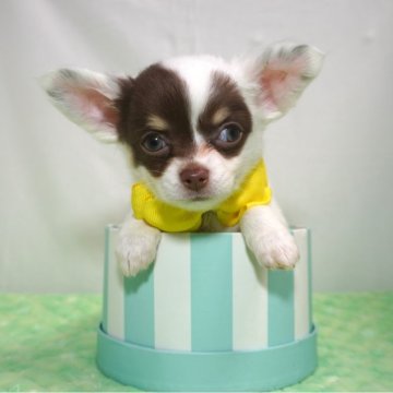 チワワ(ロング)【静岡県・女の子・2024年2月22日・ホワイト&チョコタン】の写真「可愛いホワイト系チョコの女の子💛」