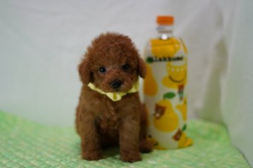 トイプードル(タイニー)【静岡県・男の子・2019年12月26日・レッド】の写真「コロコロの男の子イエロー君」
