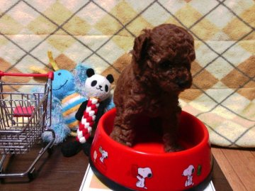 トイプードル(タイニー)【静岡県・女の子・2016年9月9日・レッド】の写真「お顔の詰まった可愛い娘!」