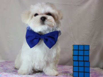 マルチーズ【静岡県・男の子・2021年3月10日・ホワイト】の写真「コロコロの男の子💙」