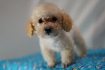 トイプードル(タイニー)【静岡県・男の子・2019年11月27日・クリームホワイト(ミスカラー)】の写真「コロコロのお顔の詰まった男の子クリーム君訳有り特価」