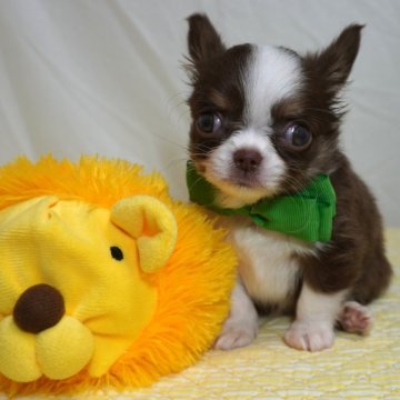 チワワ(ロング)【静岡県・男の子・2024年8月9日・チョコタン&ホワイト】の写真「小ぶりなり男の子緑君💚」