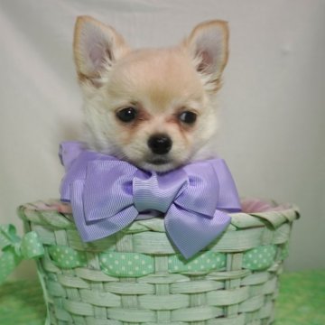 チワワ(ロング)【静岡県・女の子・2024年2月26日・クリーム&ホワイト】の写真「お鼻の詰まった可愛い女の子💜」