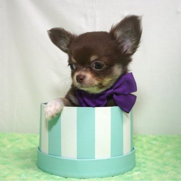 チワワ(ロング)【静岡県・女の子・2024年2月22日・チョコタン&ホワイト】の写真「可愛い紫ちゃん💜掲載忘れてたよ💦」