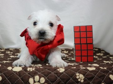 ウエストハイランドホワイトテリア【静岡県・女の子・2021年12月22日・ホワイト】の写真「７匹兄妹の３女レッド姫♥」