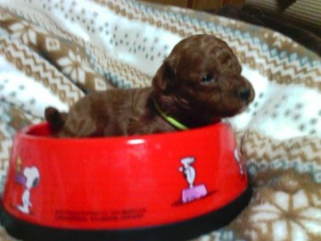 トイプードル(タイニー)【静岡県・男の子・2016年12月3日・レッド~アプリ】の写真「Xmas価格のグリーン君」