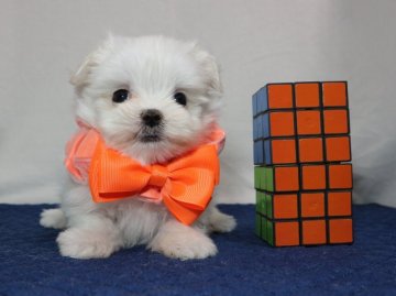 マルチーズ【静岡県・男の子・2021年10月10日・ホワイト】の写真「三男オレンジ君🧡」