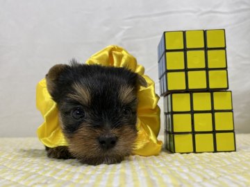 ヨークシャーテリア【静岡県・女の子・2021年5月22日・スチールタンブルー】の写真「kawaii女の子💛」