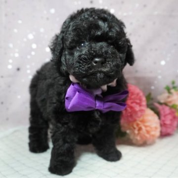 トイプードル(タイニー)【静岡県・男の子・2023年4月12日・ブラック】の写真「コロコロの男の子💜」
