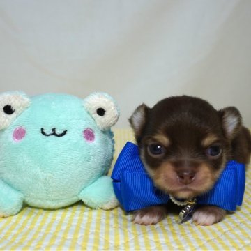 チワワ(ロング)【静岡県・男の子・2024年5月18日・チョコタン&クリーム】の写真「イケメンなチョコカラーの青君💙」