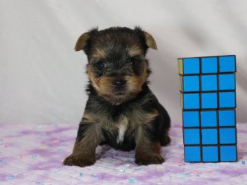 ヨークシャーテリア【静岡県・男の子・2021年3月10日・スチールタンブルー】の写真「コロコロの男の子💙」