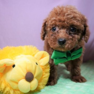 トイプードル(タイニー)【静岡県・男の子・2023年1月10日・レッド】の写真「お顔が可愛い男の子かわいいグリーン君🟩」
