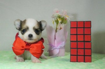 チワワ(ロング)【静岡県・女の子・2022年2月2日・ホワイト&フォーン(レッド又はクリーム)】の写真「kawaii女の子長女のレッドちゃん❤」