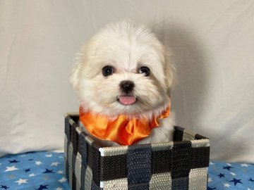 マルチーズ【静岡県・女の子・2021年5月5日・ホワイト】の写真「節句の日にkawaii姫姉妹誕生🧡」