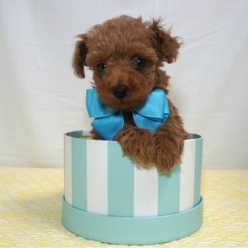 トイプードル(タイニー)【静岡県・男の子・2024年3月3日・レッド】の写真「小ぶりな3/3生れのお代理様，水色君🩵」