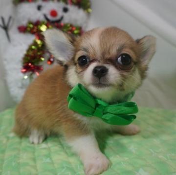 チワワ(ロング)【静岡県・男の子・2022年10月7日・レッド&ホワイト、】の写真「コロコロの男の子💚」