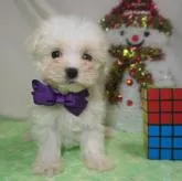 マルチーズ【静岡県・女の子・2022年10月14日・ホワイト】の写真1「11/30撮影!パープル姫です💜」